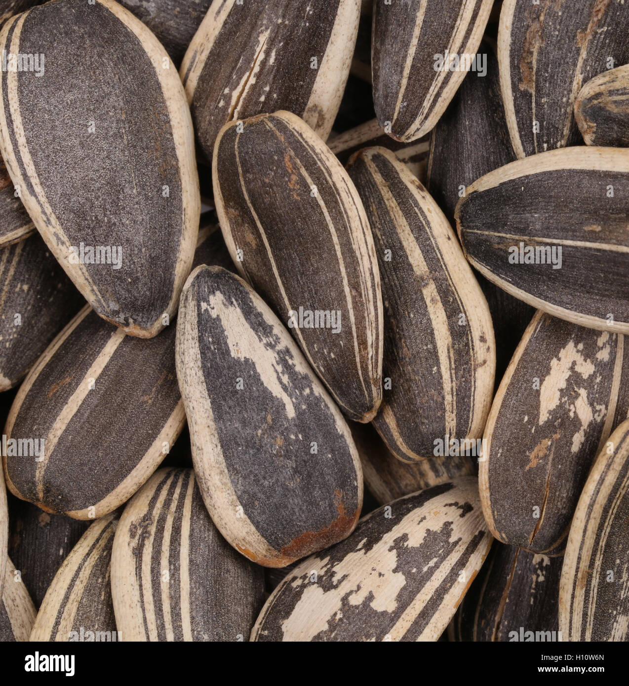 Background of sunflower seeds Stock Photo Alamy