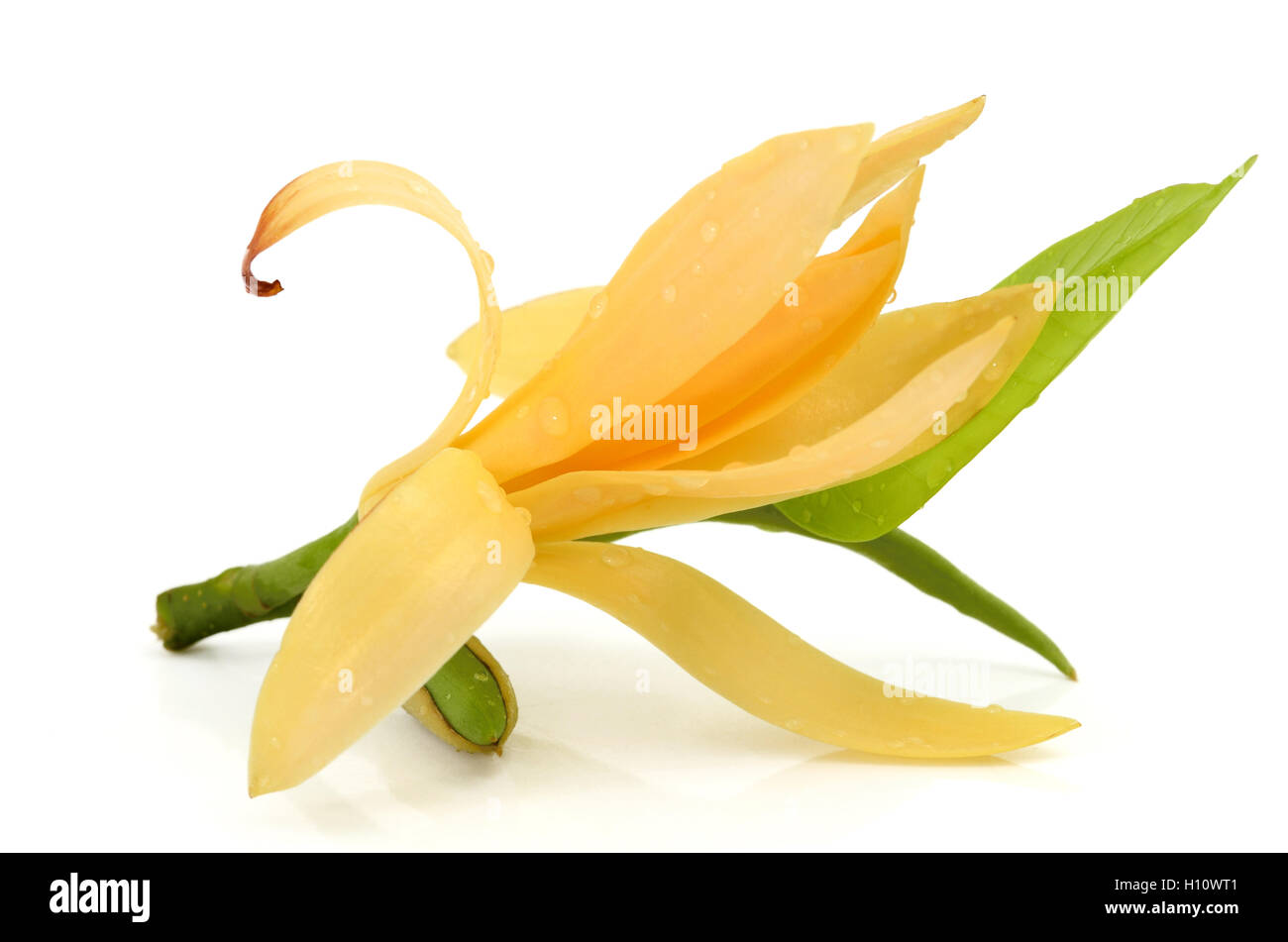 Champaka flower hi-res stock photography and images - Alamy