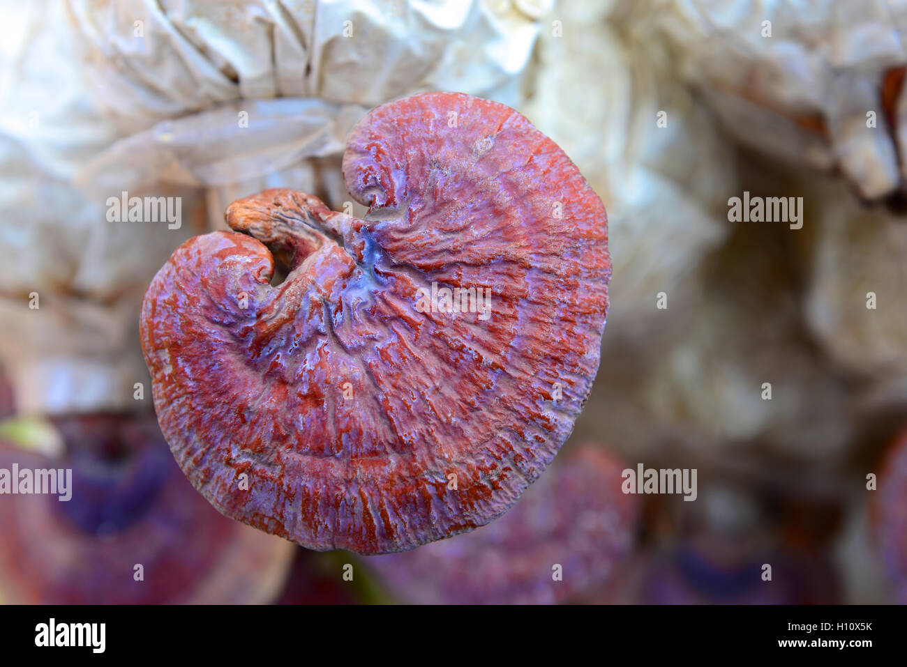 Lingzhi Mushroom Stock Photo Alamy