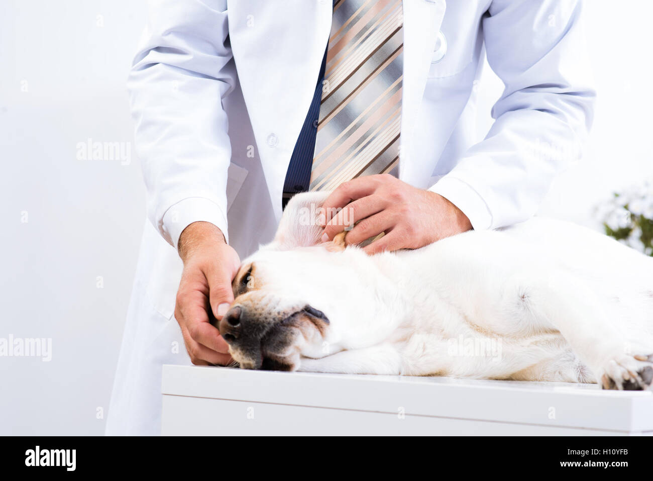 vet checks the health of a dog Stock Photo Alamy