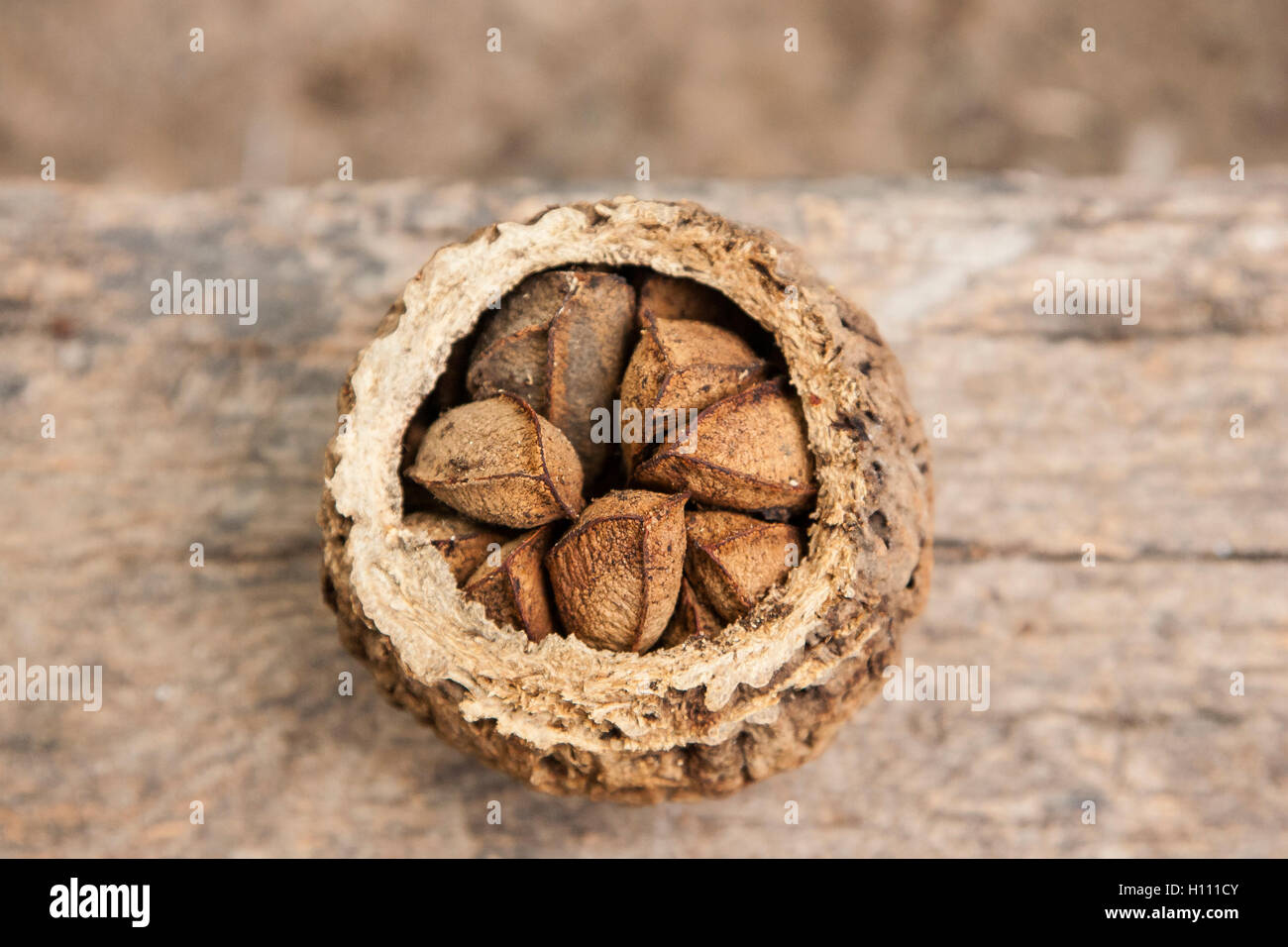 Brazil nut (Bertholetta excelsa) showing seed capsule with seeds (nuts) within, Belem, Brazil, South America Stock Photo