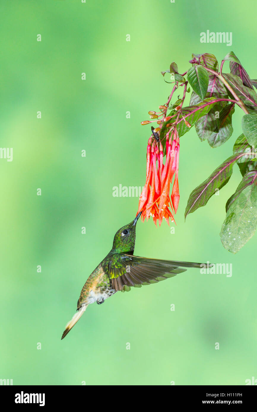 fawn-breasted brilliant hummingbird (Heliodoxa rubinoides) in flight feeding on tropical flower, Ecuador Stock Photo