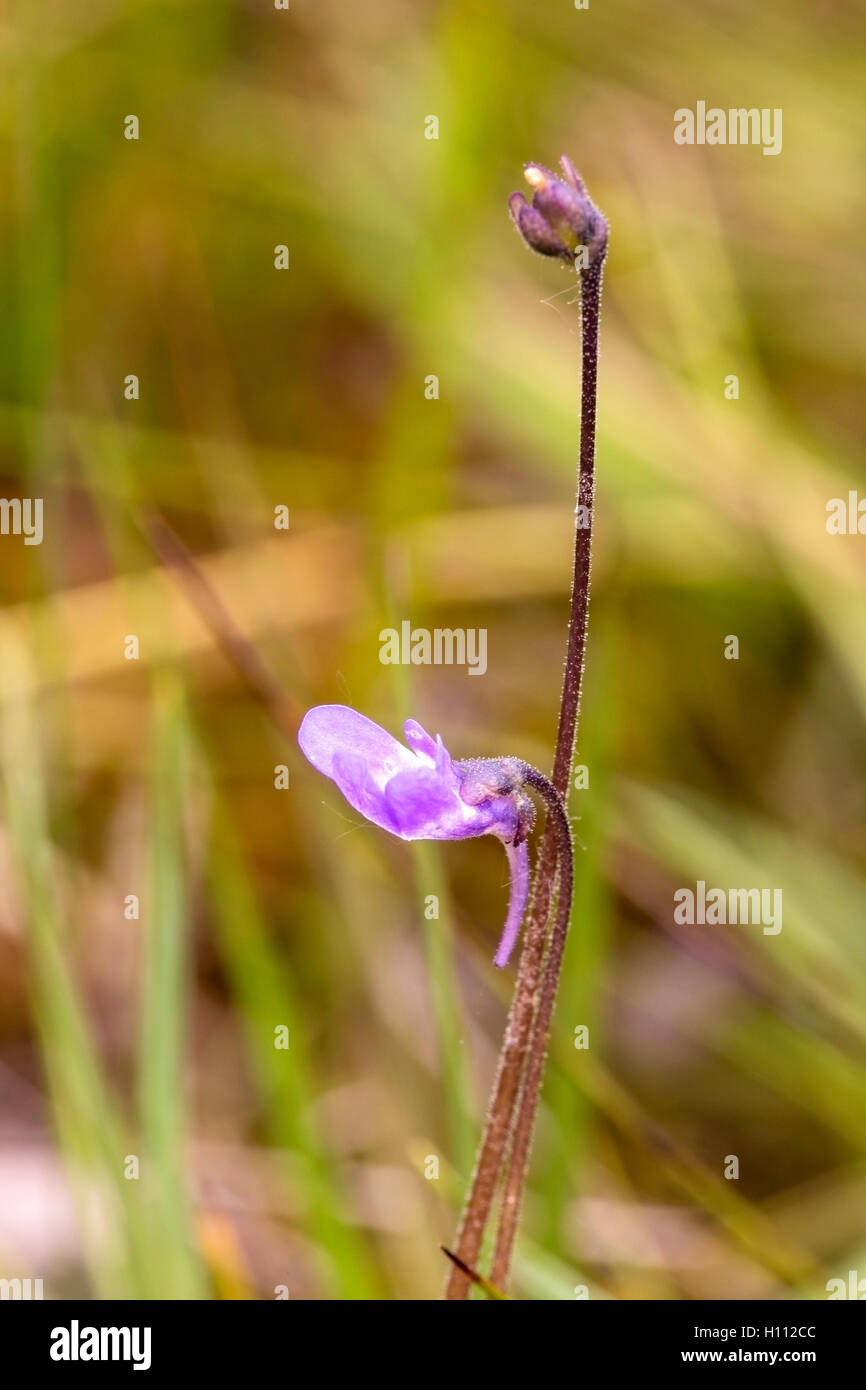 Growing grass hairs animal hires stock photography and images Alamy