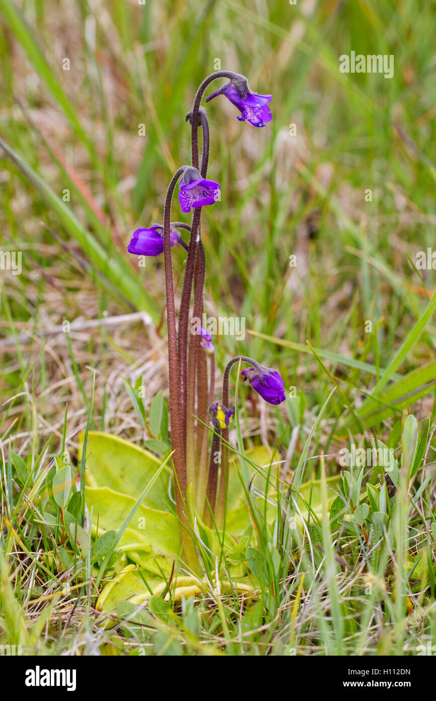 common butterwort (Pinguicula vulgaris) insect eating plant, growing on acid bog, Norfolk, England Stock Photo