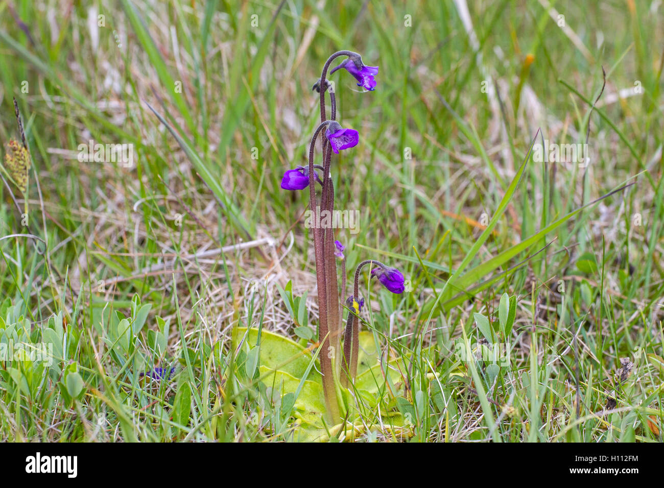 common butterwort (Pinguicula vulgaris) insect eating plant, growing on acid bog, Norfolk, England Stock Photo