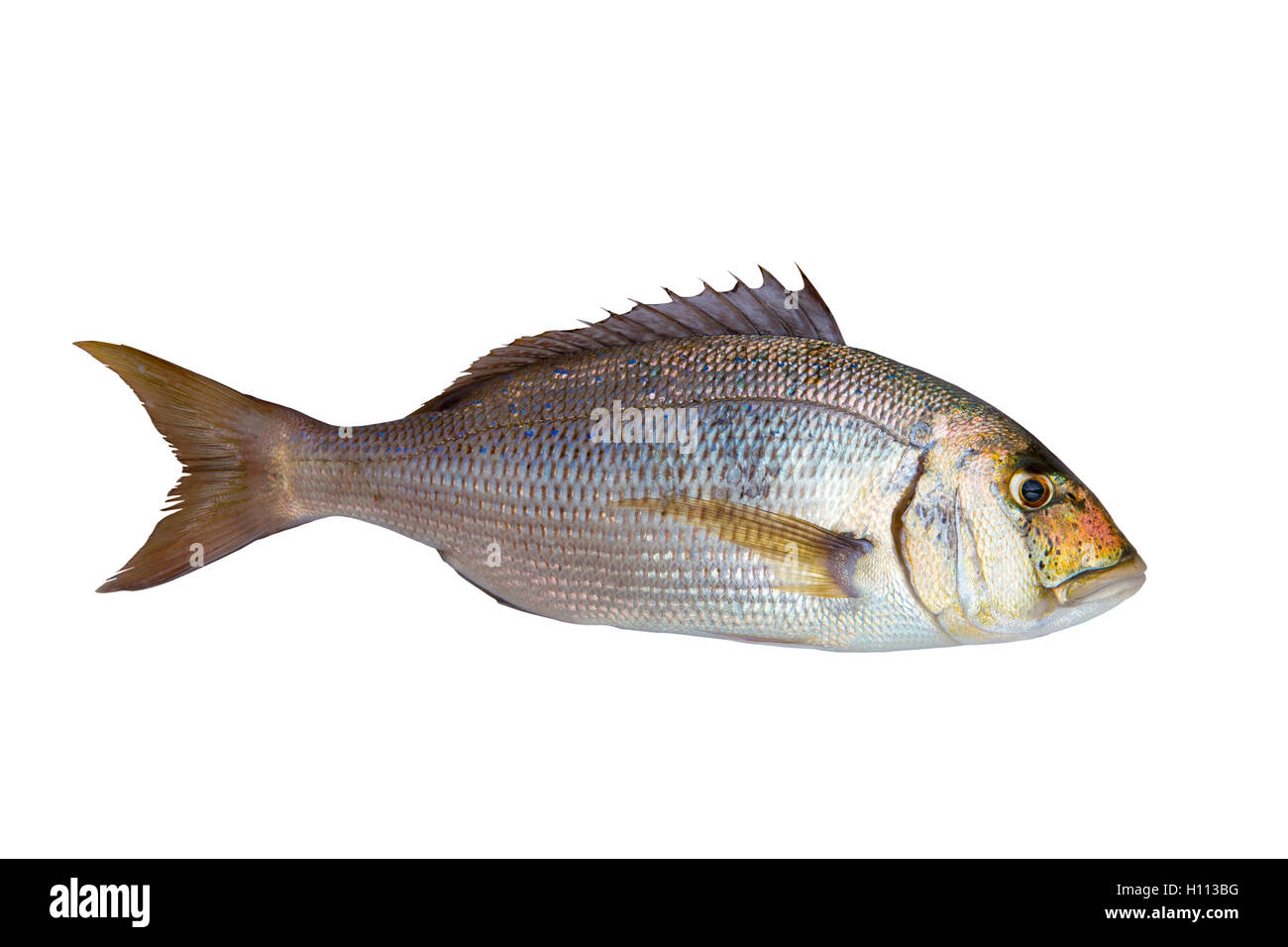 Dentex Dentex fish sparidae from Mediterranean sea Stock Photo