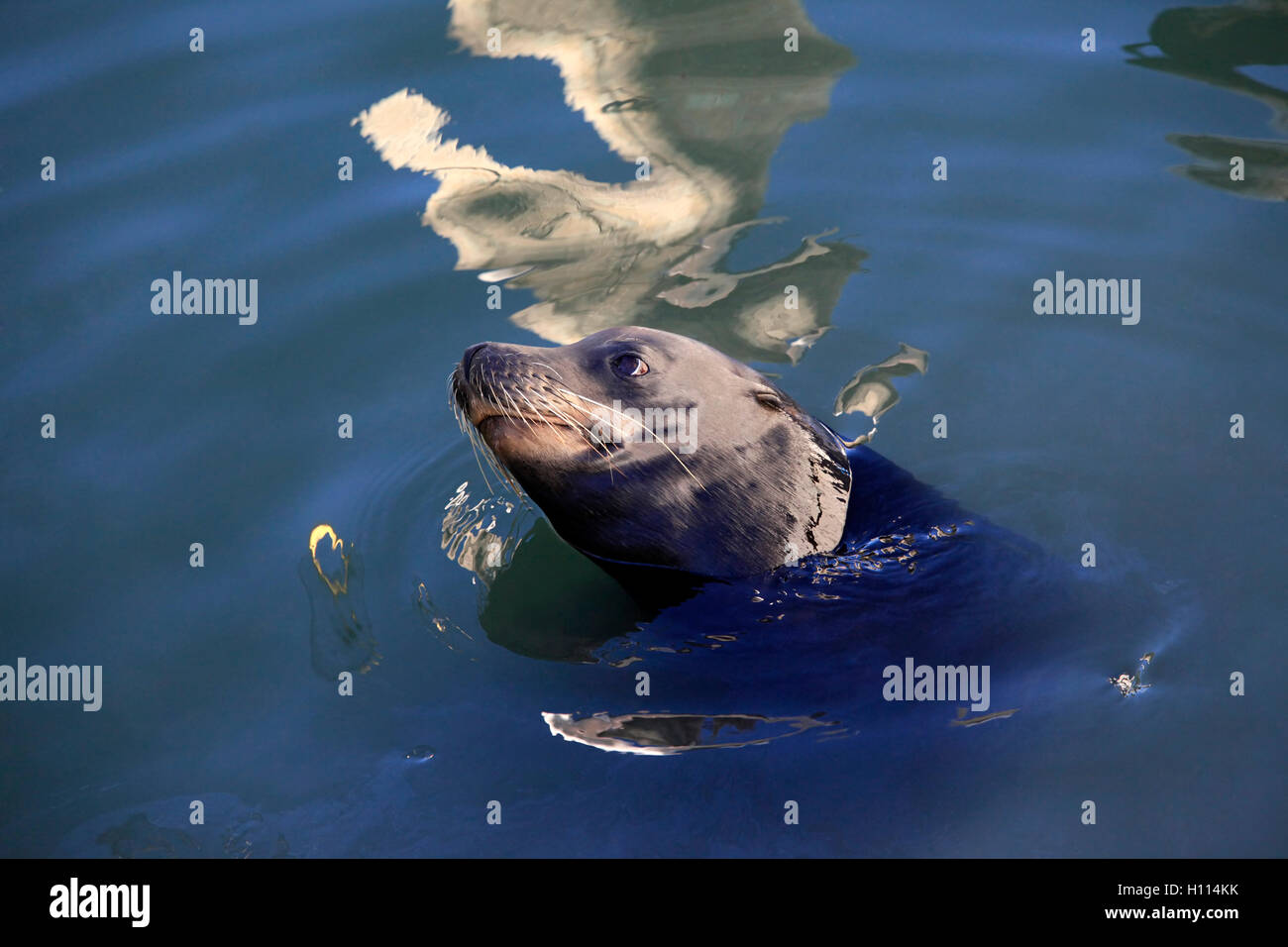 gray seals water Stock Photo Alamy
