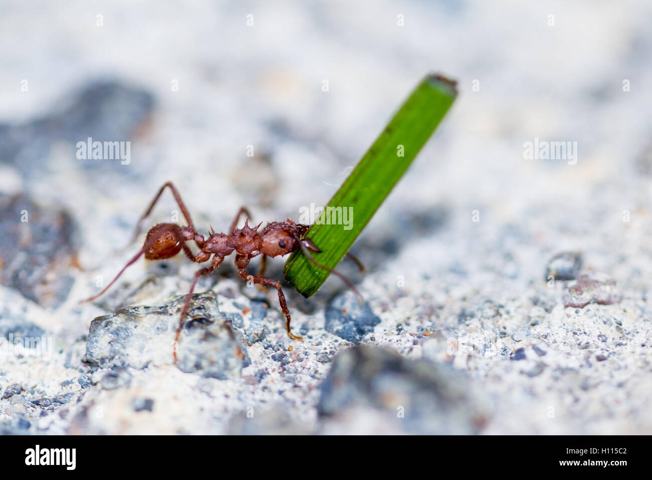 macro of a red leafcutter ant carrying a blade of green grass Stock ...