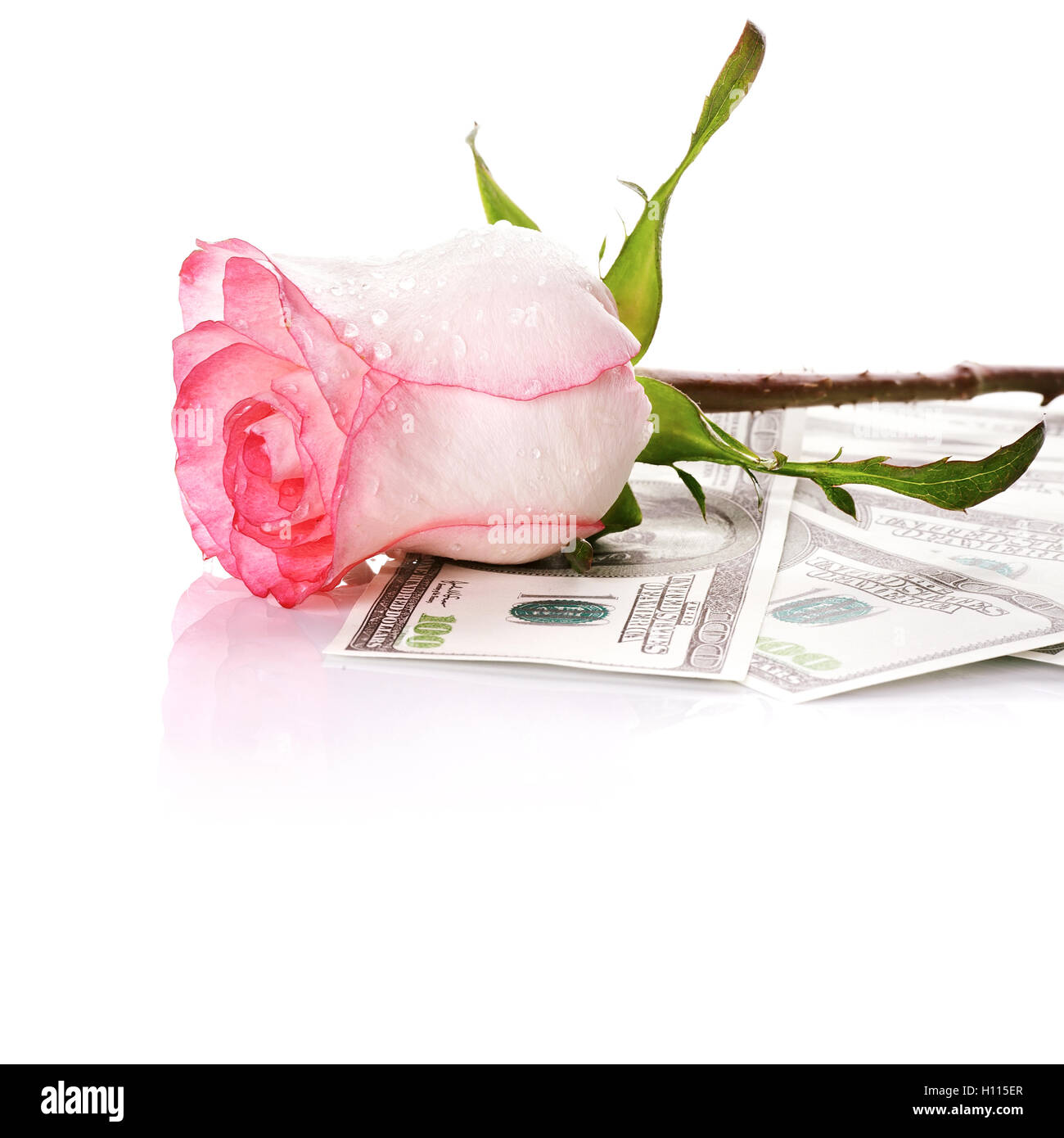 Rose flower and money Stock Photo Alamy
