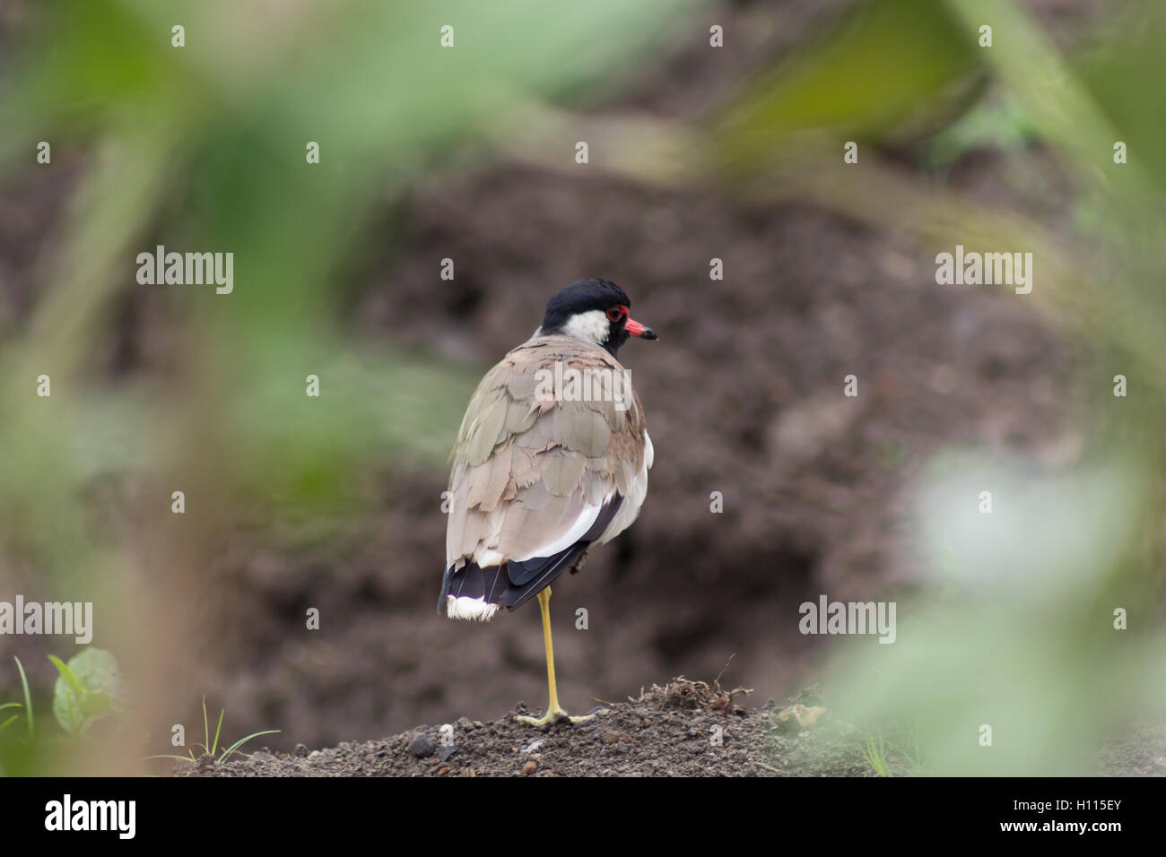 Red wattled lapwing bird Stock Photo - Alamy