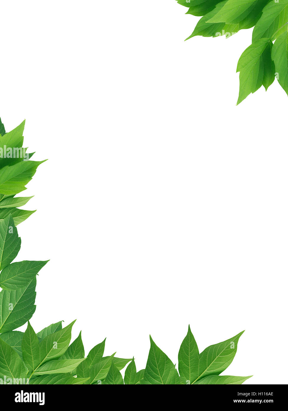 Green Leaves Border Stock Photo - Alamy