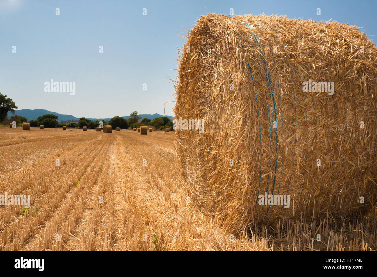 Harvested field with straw bales in summer Stock Photo - Alamy