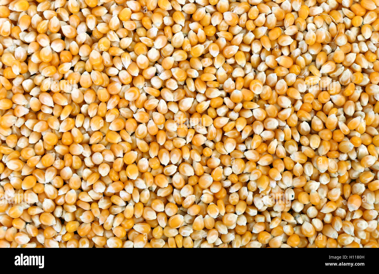 Close up of corn grains Stock Photo Alamy