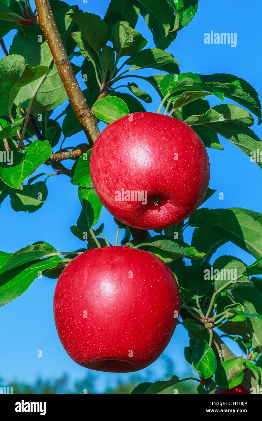 Honeycrisp Apple Trees In Farm High Resolution Stock Photography And Images Alamy Honeycrisp Apple Trees In Farm High Resolution Stock Photography And Images Alamy