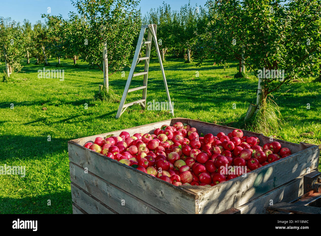 Fresh picked honey crisp apple harvest in wooden bins on the farm Stock Photo Alamy