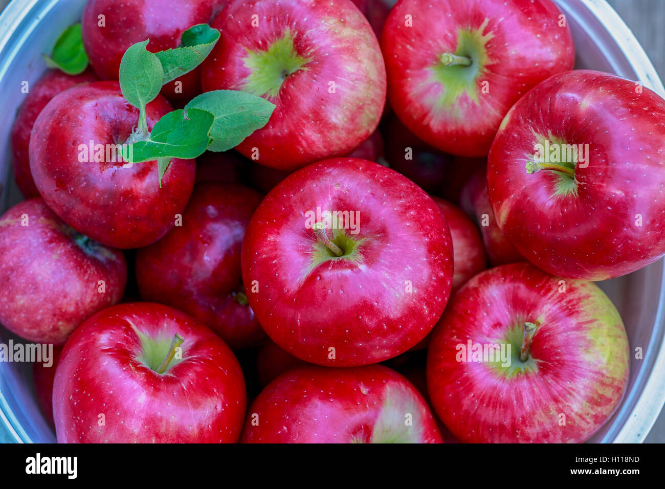A basket of freshly picked Honey crisp apples Stock Photo Alamy