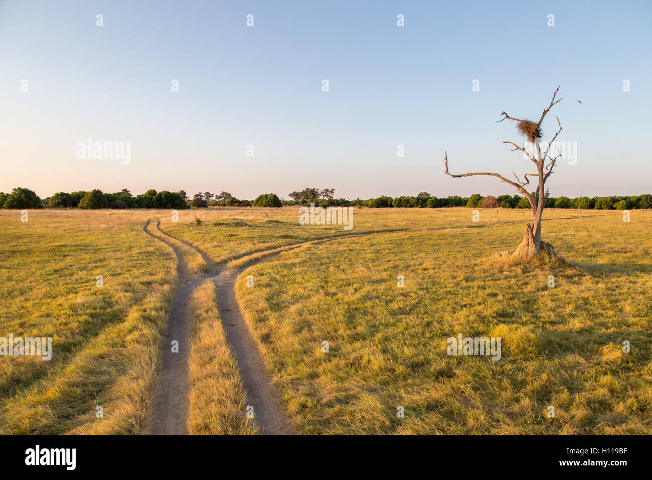 Fork in the road on a track passing through the Savuti marsh grassland Stock Photo