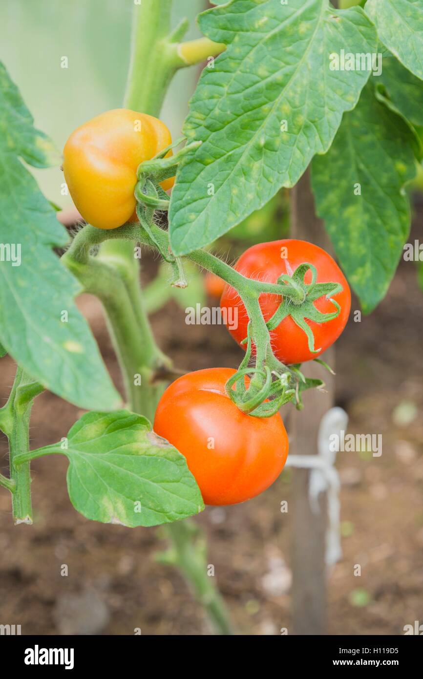The red and yellow tomatoes on the bush Stock Photo - Alamy