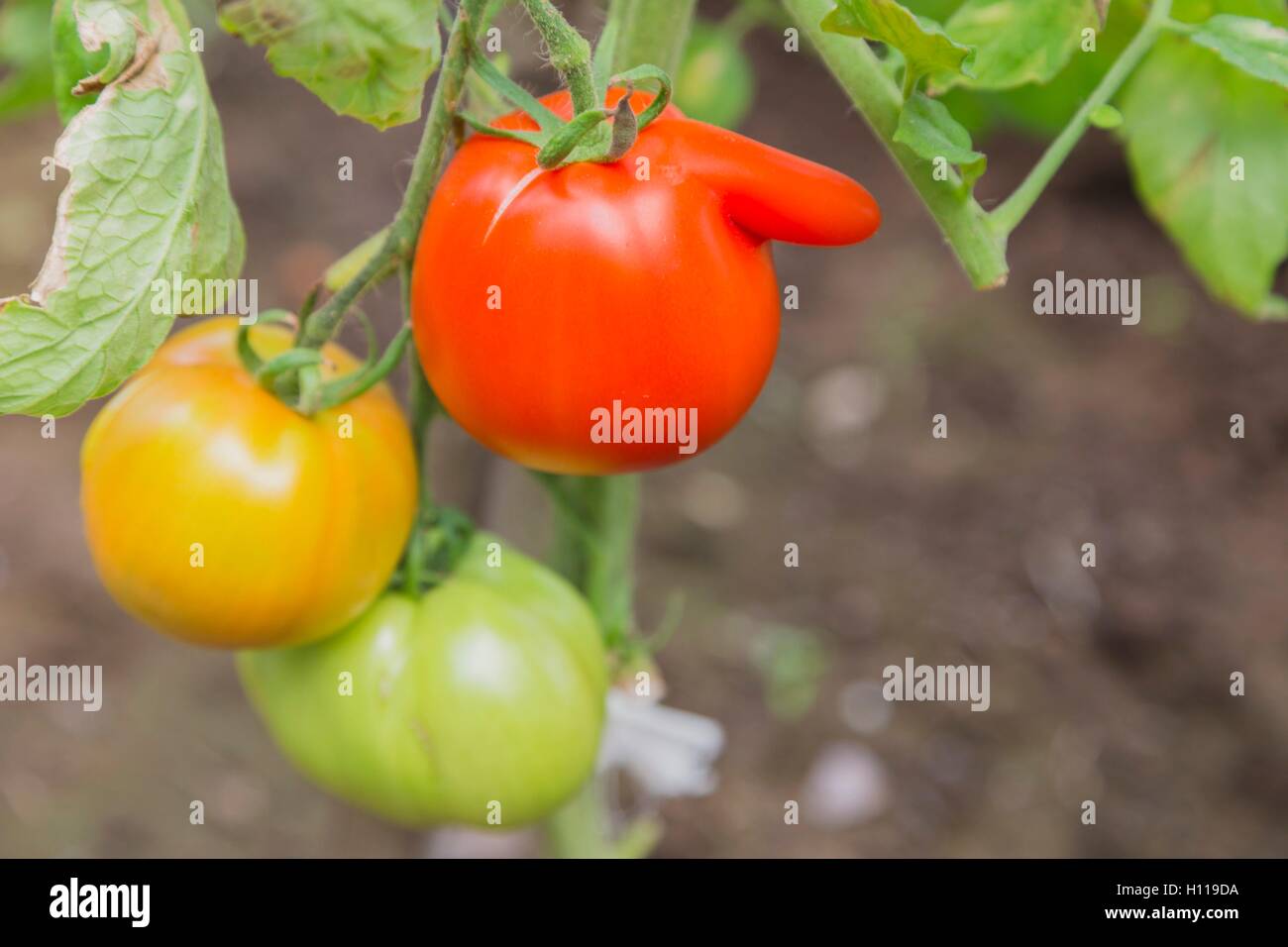 The red and yellow tomatoes on the bush Stock Photo - Alamy