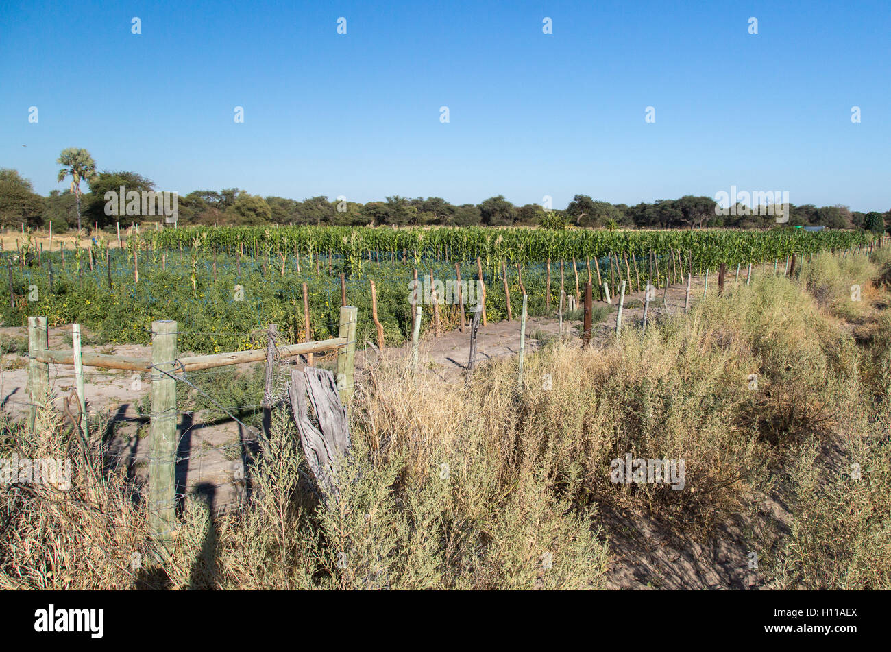 A small-scale farm near Maun with tomatoes and mielies fenced off to prevent wild animals gainin access Stock Photo