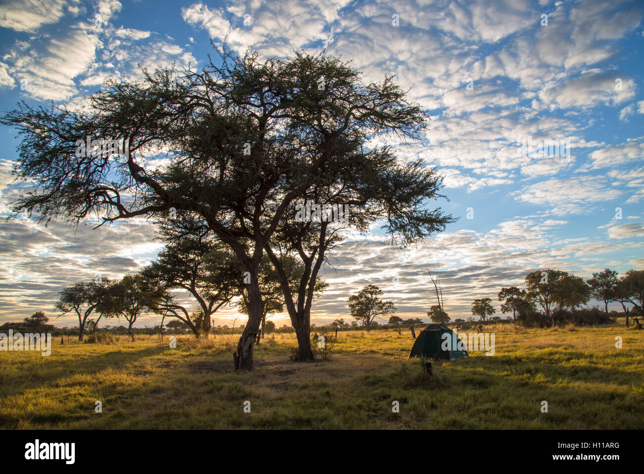 Scenic view of a bow tent under a shady tree at one of the Khwai Riiver community camp sites in Moremi Stock Photo