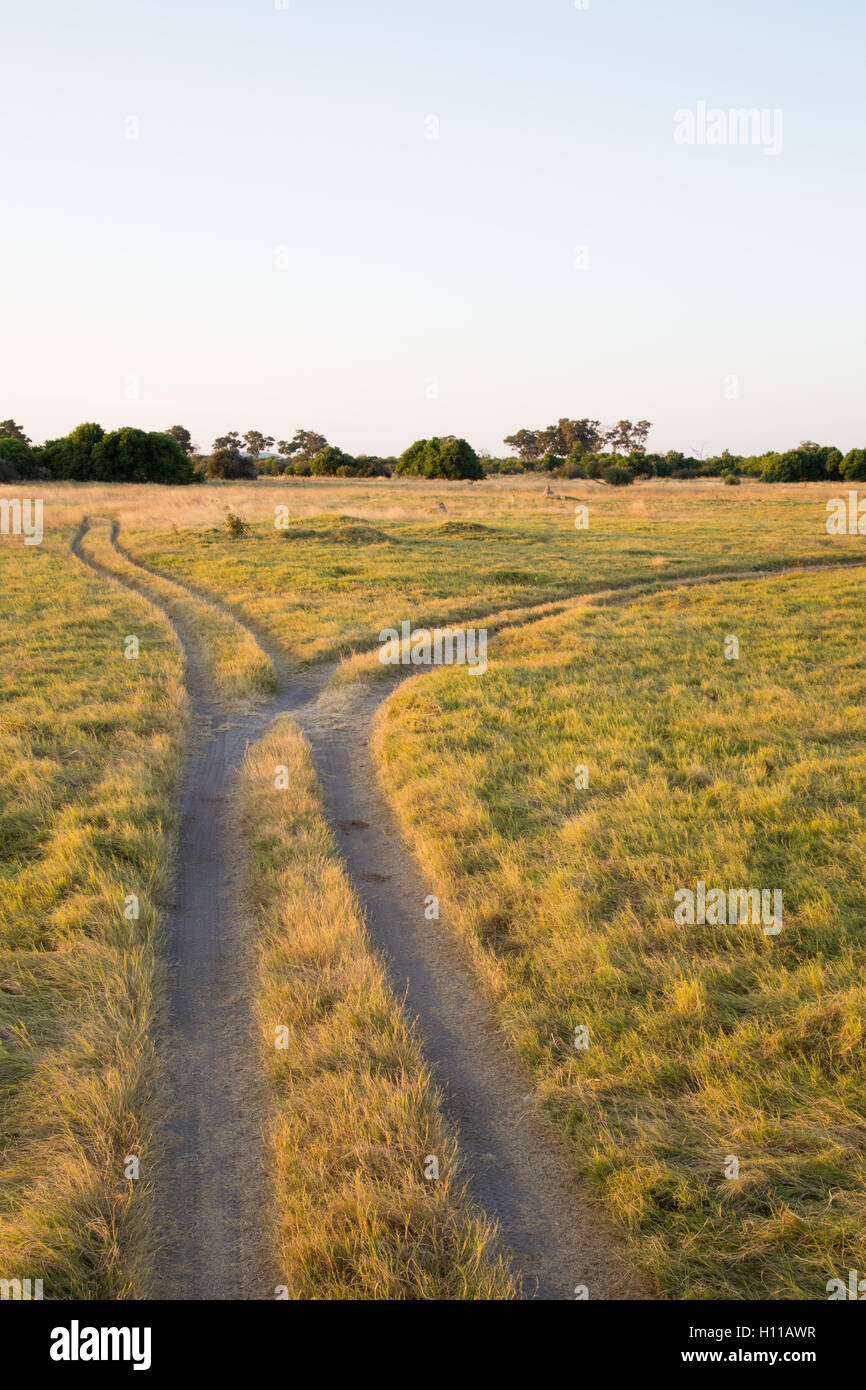 Fork in the road on a track passing through the Savuti marsh grassland Stock Photo