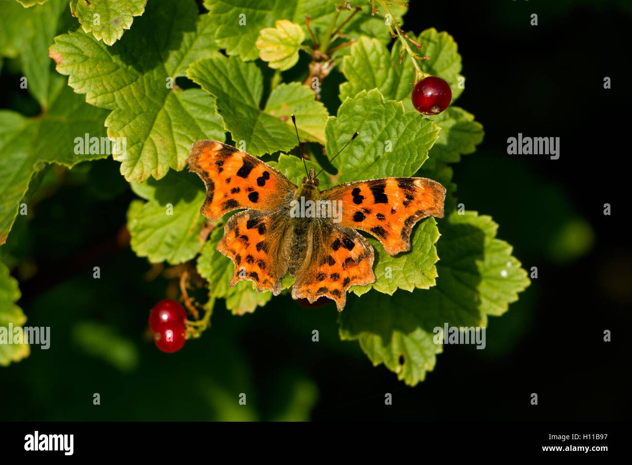 A Red Admiral butterfly perched upon a redcurrant bush in the central third of image