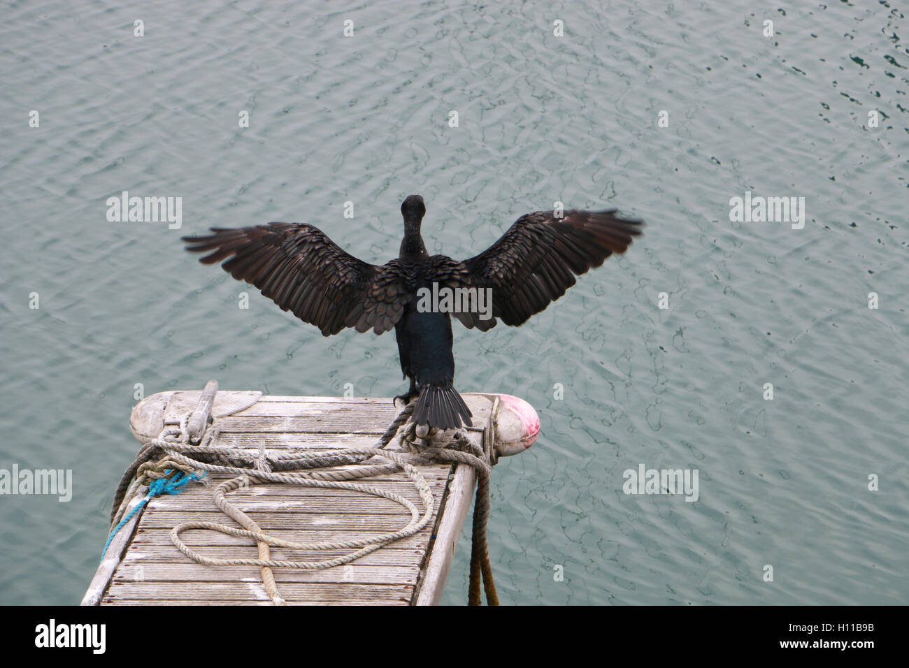 A cormorant bird spreads its wings while sitting on a jetty by the