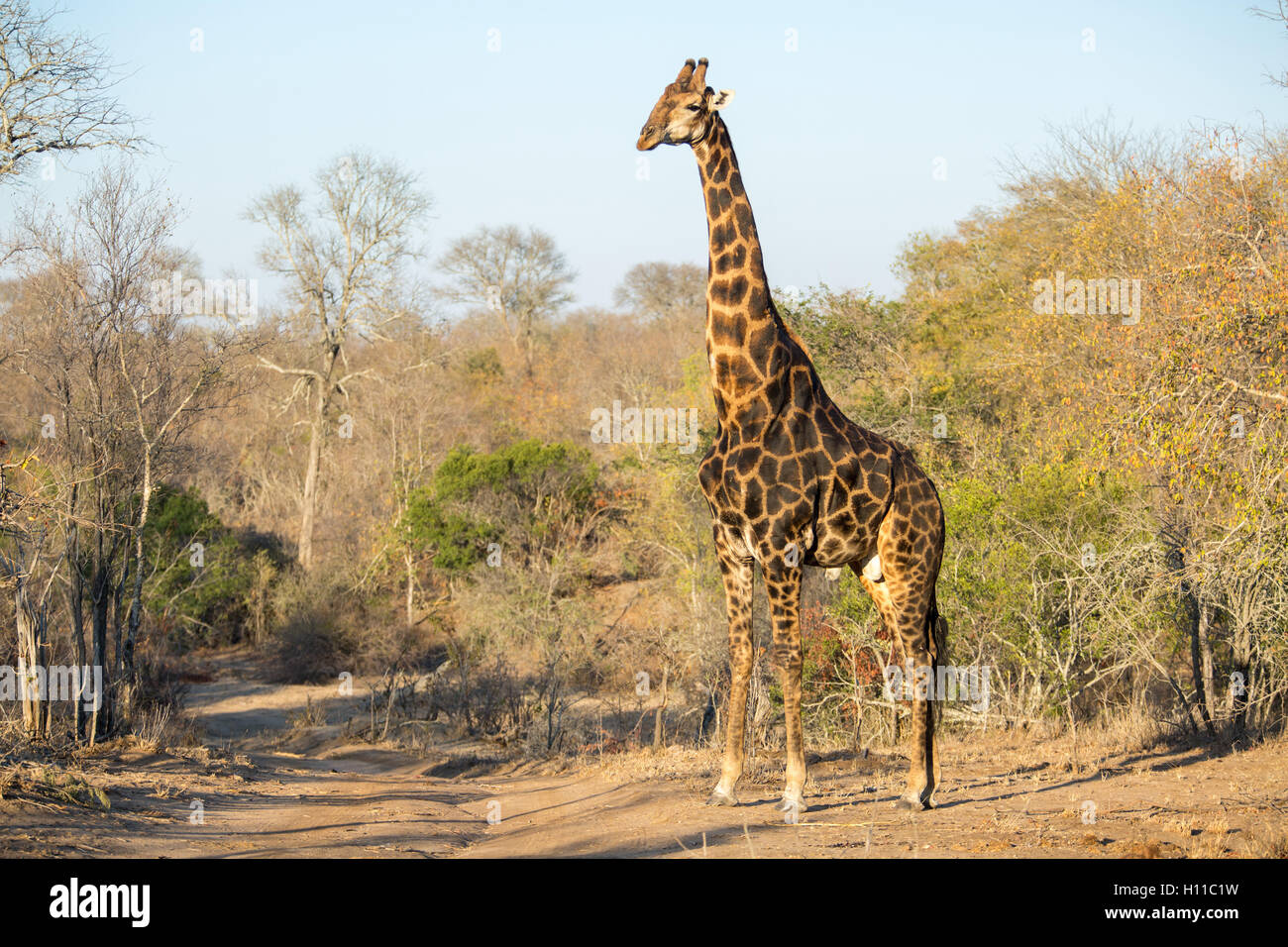 A male southern giraffe (Giraffa giraffa) in a Lowveld bushveld setting Stock Photo