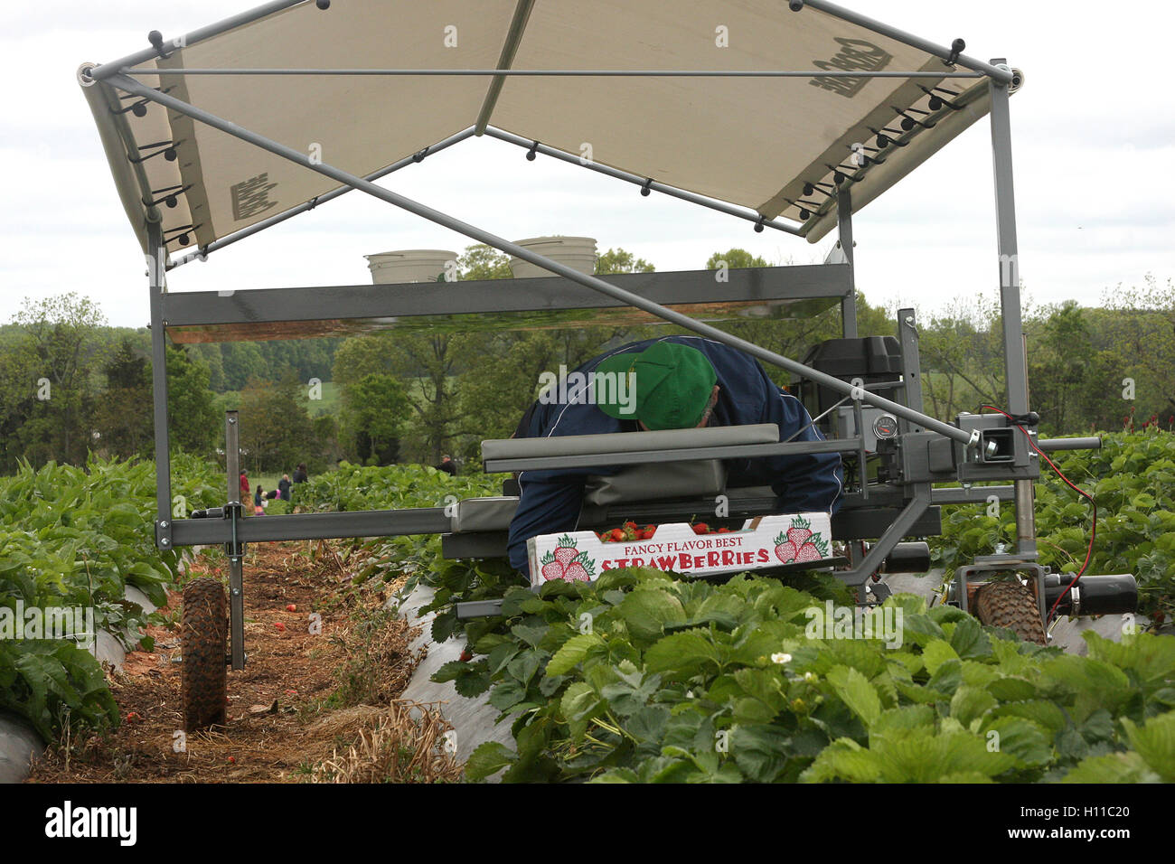 Strawberry picking machine hires stock photography and images Alamy