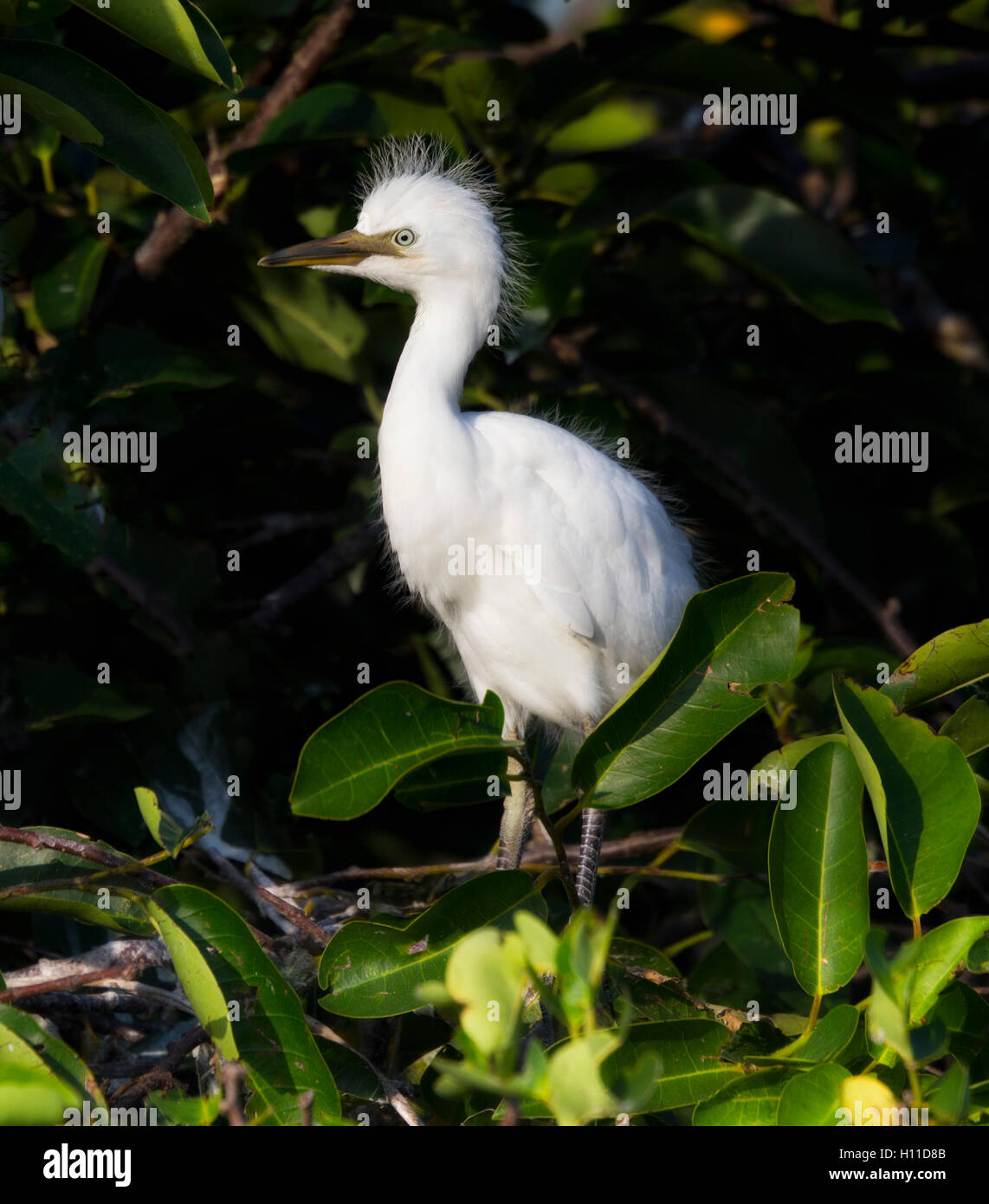 Cattle Egret