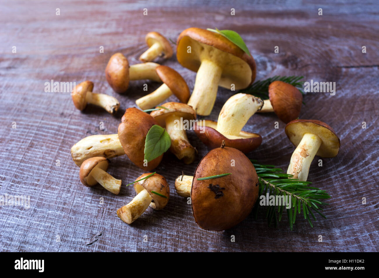 Forest picking mushrooms on the wooden background selective focus. Fresh raw mushrooms on the table. Stock Photo