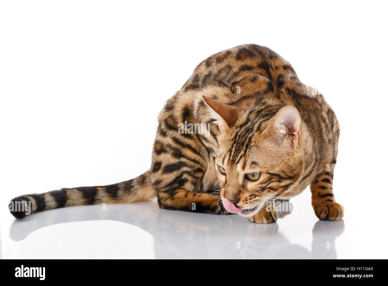 Cats Bengal breed. Isolated on white Stock Photo