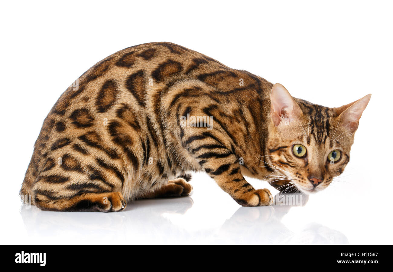 cat on a white background Stock Photo - Alamy