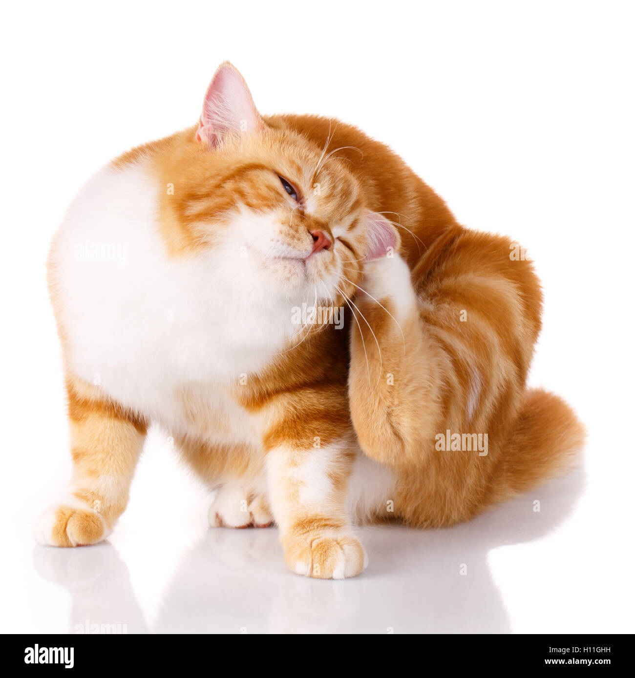 cat scratching his ear with his paw on white background Stock Photo Alamy