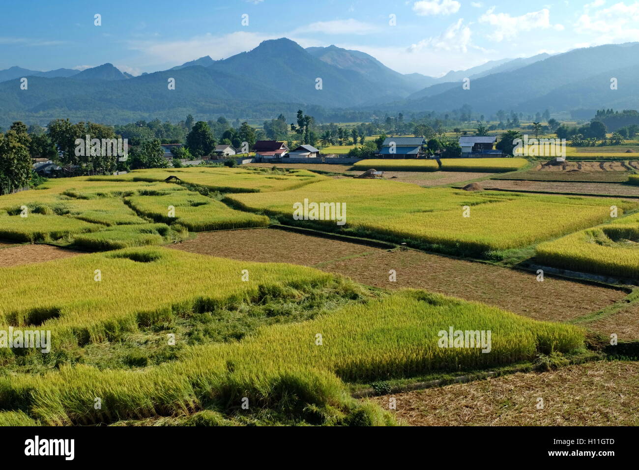 Green ricefield and Mountain with the bluesky Stock Photo