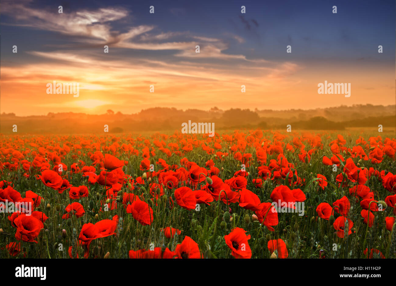 Red poppy field over sunset, Brittany France Stock Photo