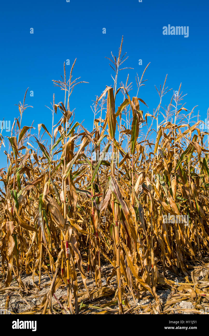 field-of-sweet-corn-ripening-france-stock-photo-alamy