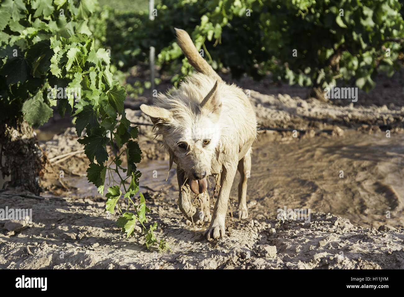 Dirty wet dog in mud puddle, nature Stock Photo Alamy