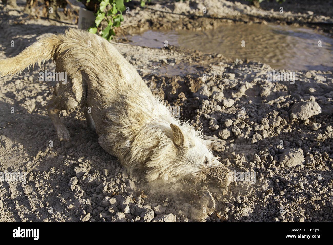 Dirty wet dog in mud puddle, nature Stock Photo