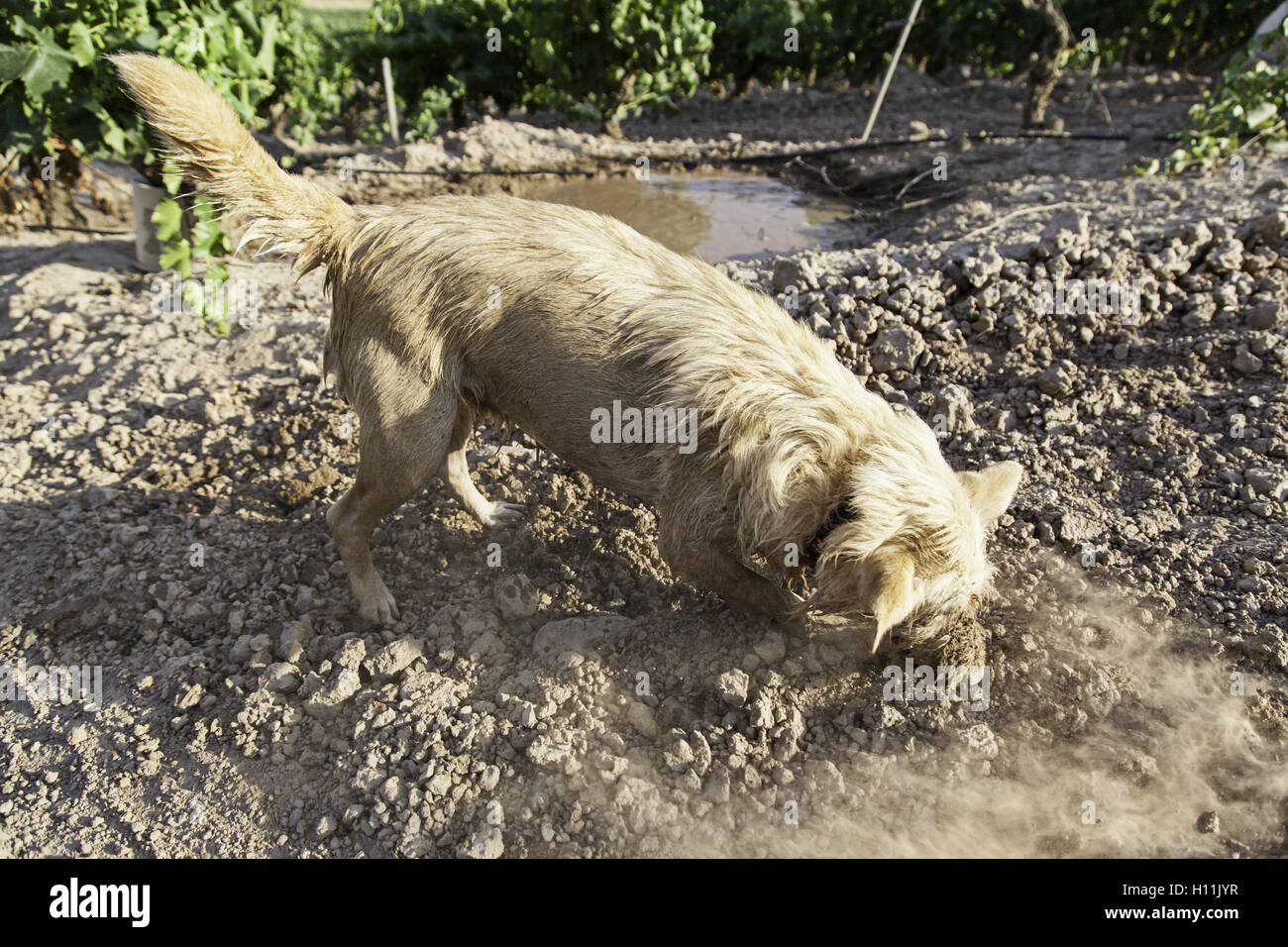 Dirty wet dog in mud puddle, nature Stock Photo