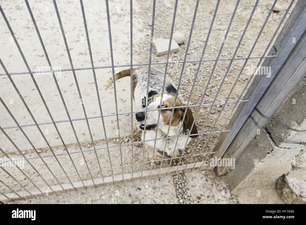 Locked kennel dogs abandoned, sadness Stock Photo - Alamy