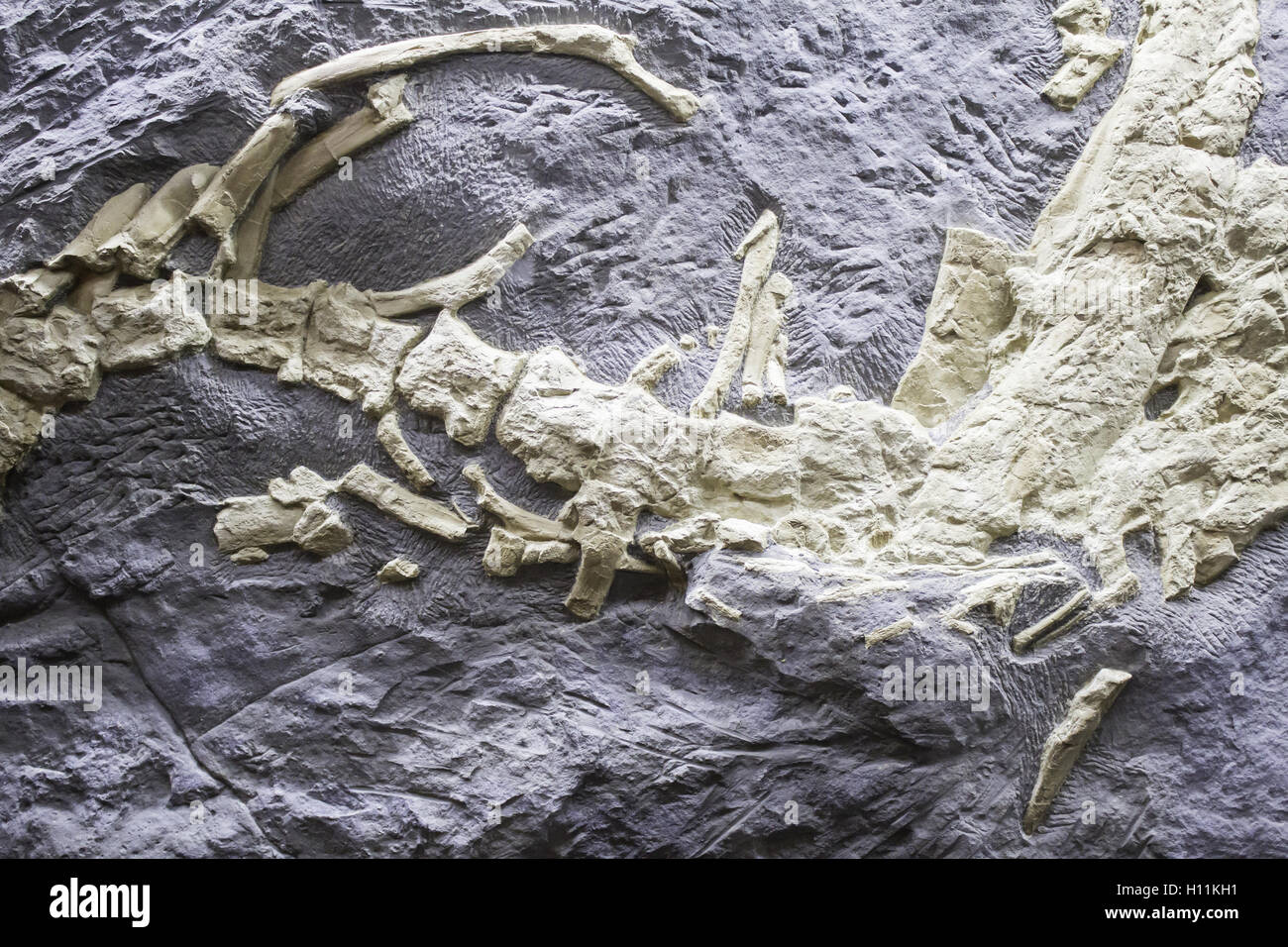 Ancient dinosaur skeleton rock, animals and history Stock Photo