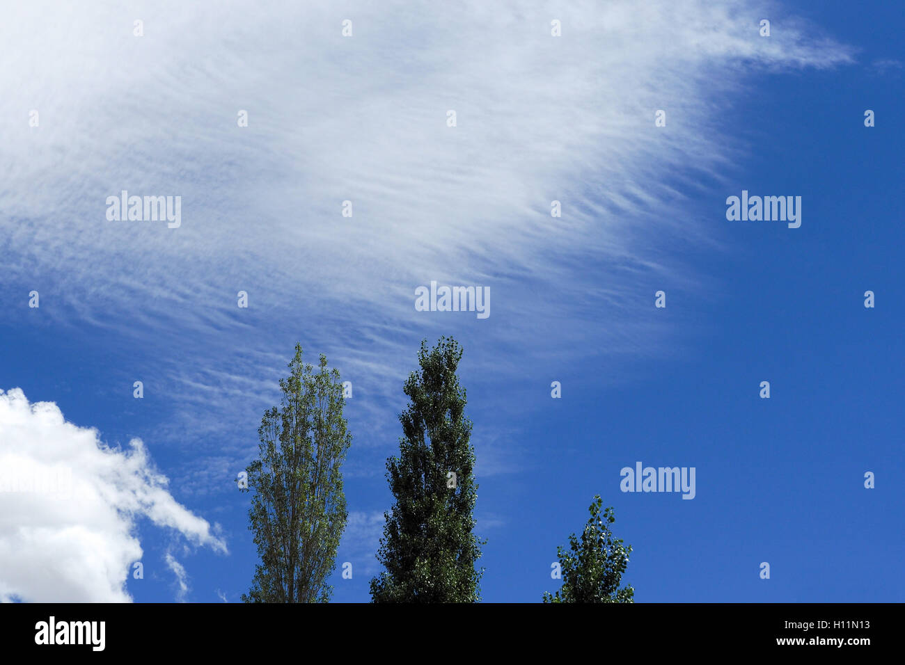 Treetops in blue sky and clouds - with copy space Stock Photo - Alamy