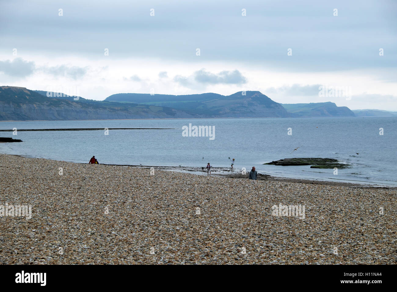 A view of Golden Cap and Charmouth on a summer evening from the stony empty beach at Lyme Regis in Dorset, England UK    KATHY DEWITT Stock Photo