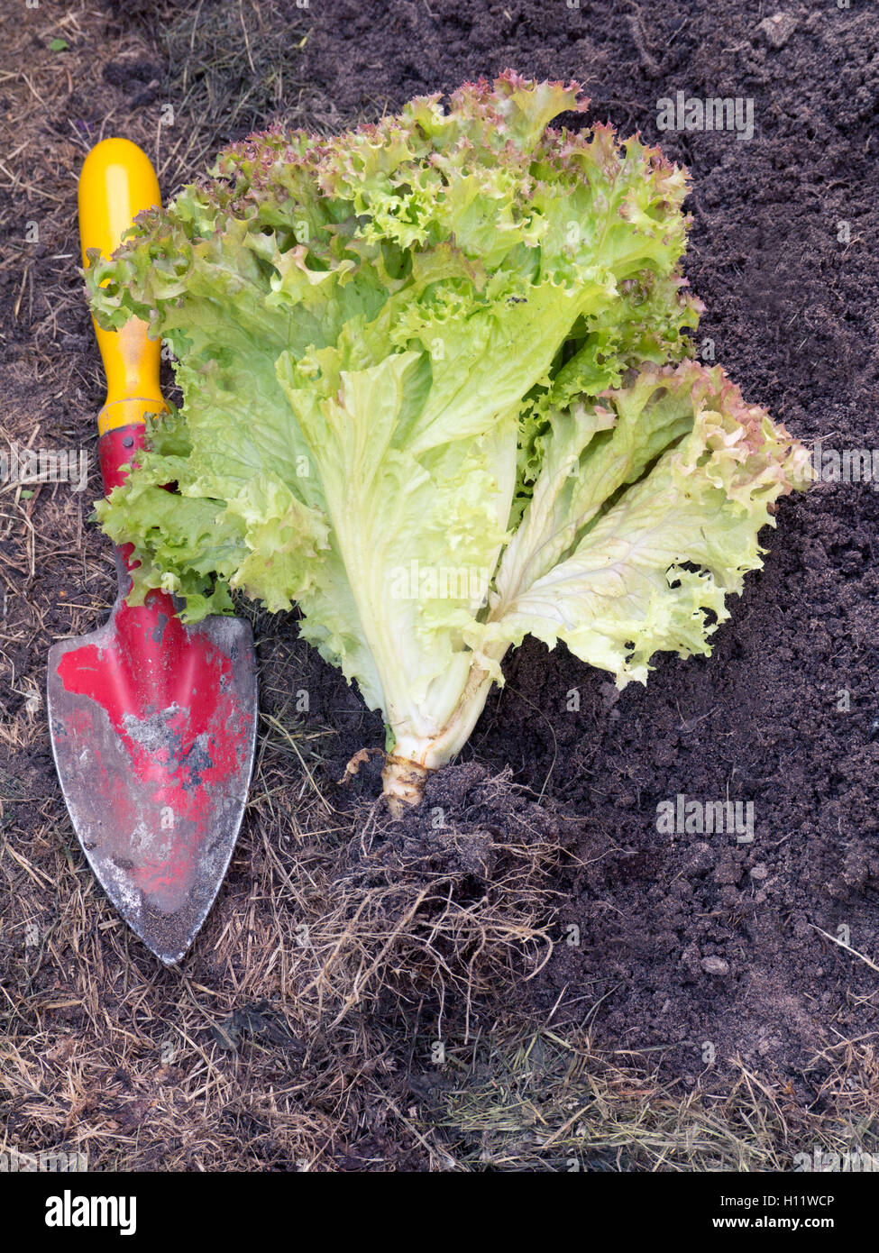 Lollo rosso salad and small old red shovel on the ground Stock Photo