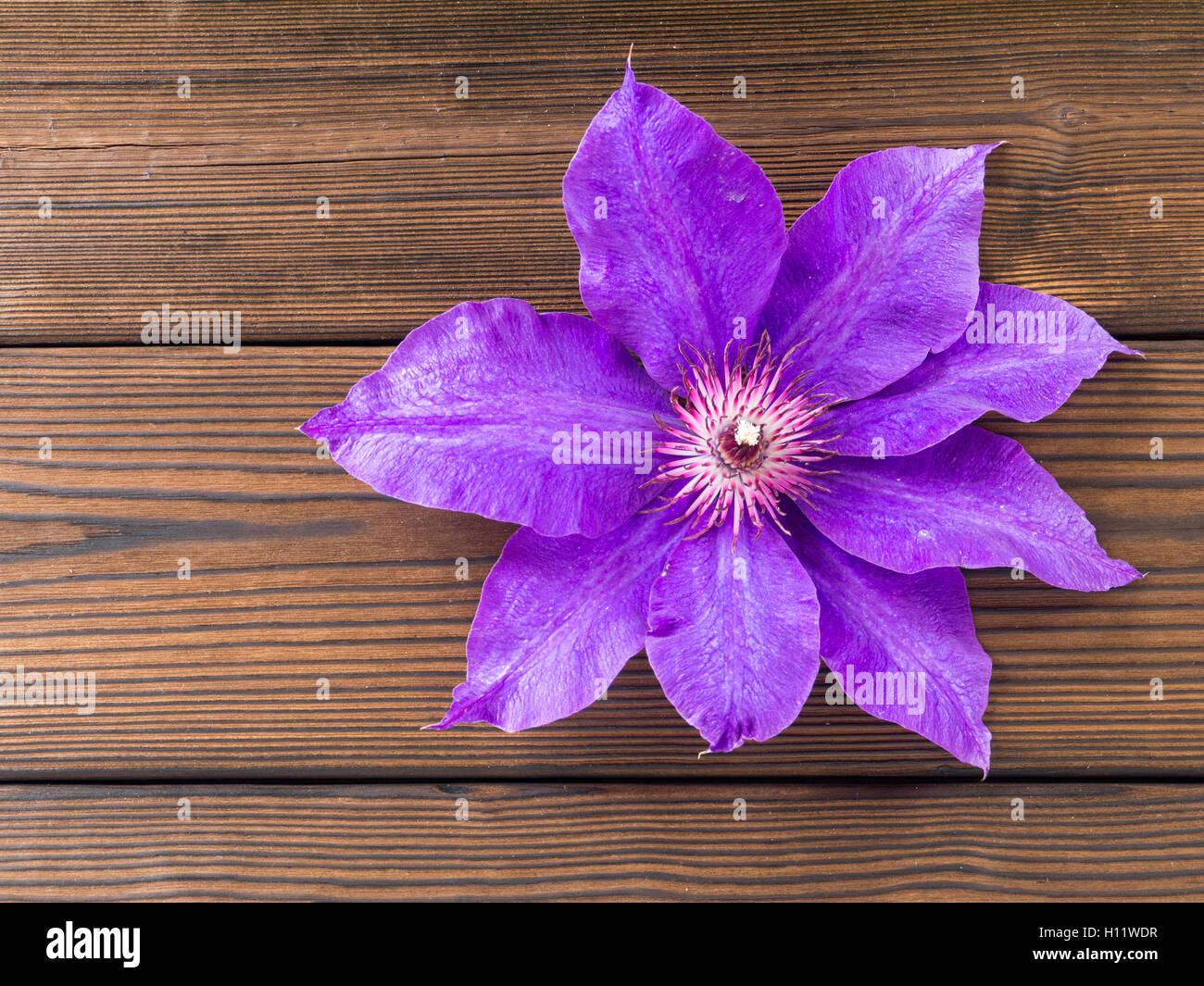 Violet clematis flower on the textured wooden planks Stock Photo