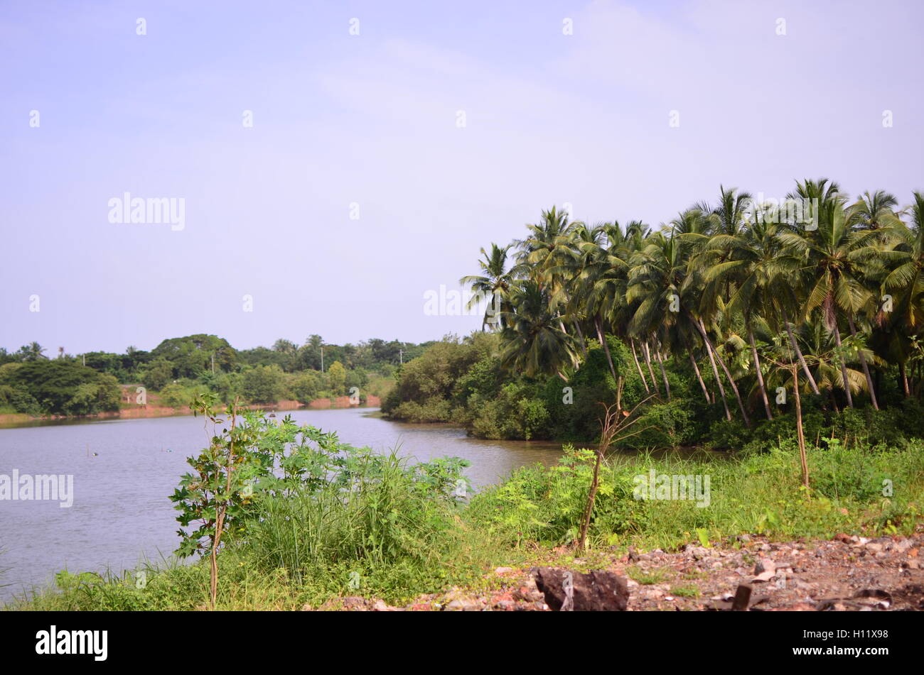 Scenic beauty of a small lagoon on the banks of Netravati River near Ullal, Mangalore, Karnataka, India with coconut palm grove Stock Photo