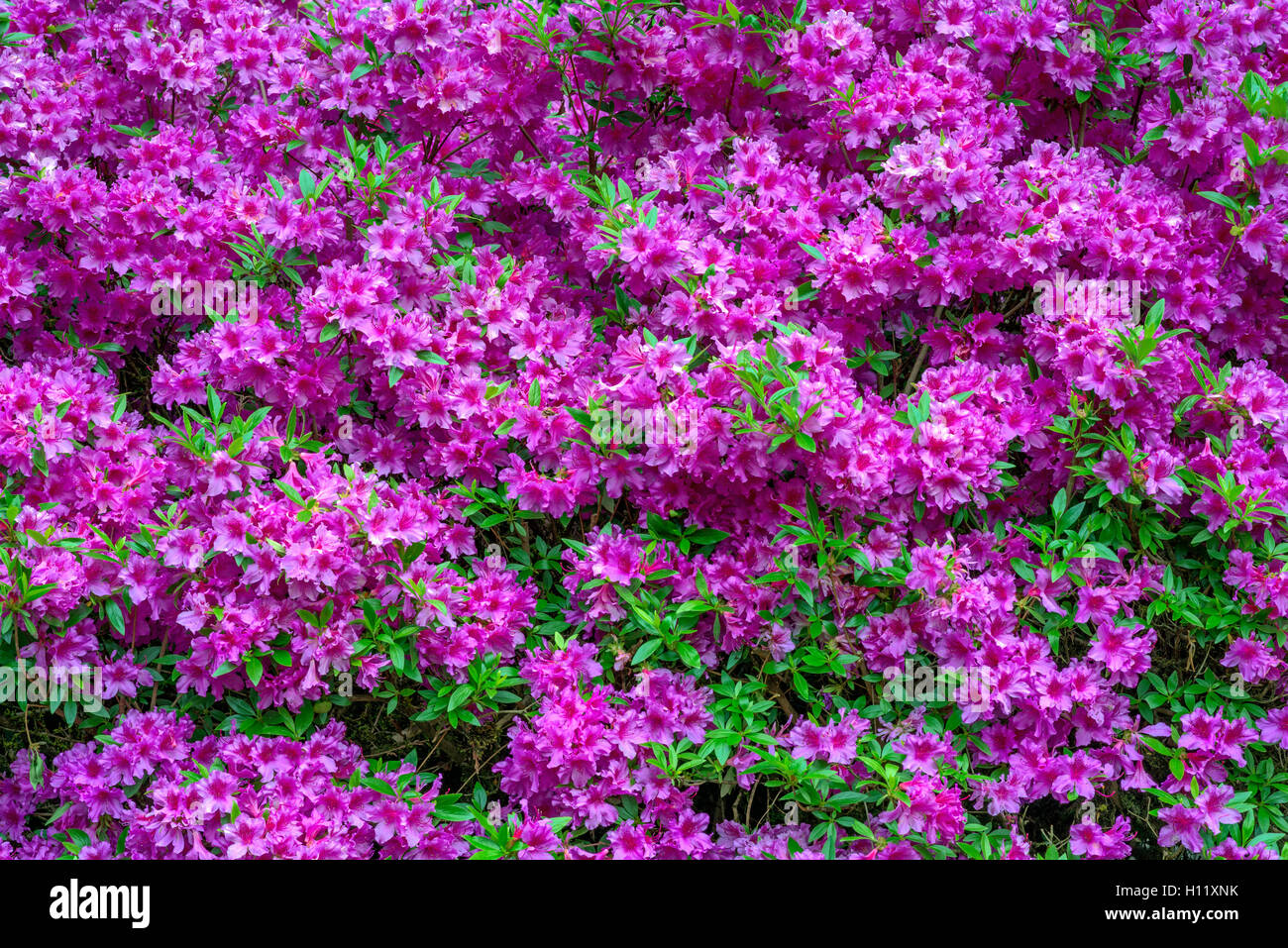 USA, Oregon, Portland, Crystal Springs Rhododendron Garden, Azalea in
