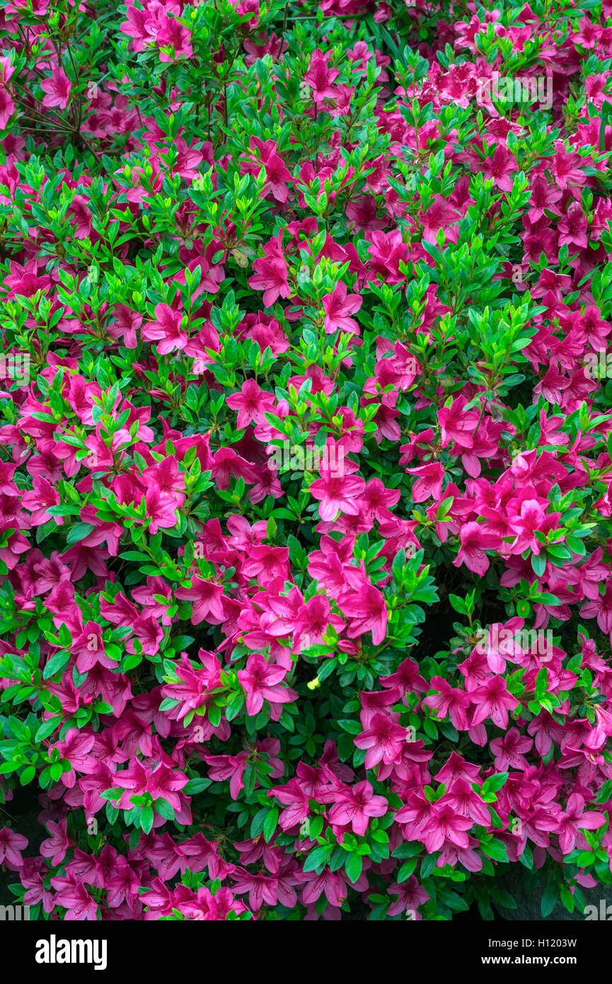 USA, Oregon, Portland, Crystal Springs Rhododendron Garden, Azalea in bloom. Stock Photo